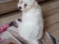 Maltese terrier 8 aylık