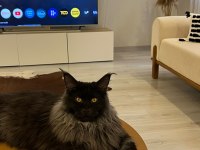 KOLEKSİYONLUK BLACK SMOKE MAİNE COON NADIR RENK