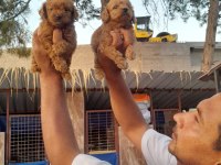 Toy Poodle Yavrularımız Bir Birinden Güzel