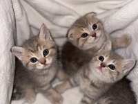 Çok Sevimli British Shorthair ve Scottish Fold Yavrular