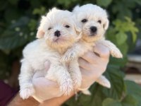 Sevimli pamuk Maltese Terrier
