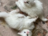 Scottish fold kedimizi sahiplendirme