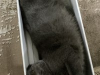 Scottish fold kısırlaştırılmış dişi