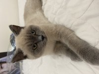 Bluepoint yavrumu sahiplendiriyorum british shorthair
