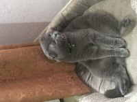 Yer sıkıntısından dolayı acil british shorthair