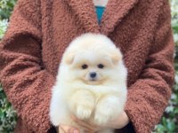 Orjinal Pomeranian