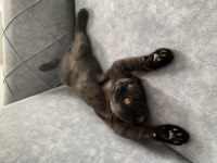 Yakışıklı scottish fold oğluma yuva arıyorum