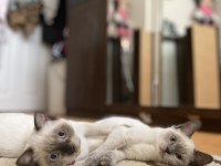 Acil sahiplendirme british longhair