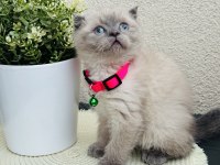 Scottish Fold Bluepoint