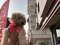 3 aylık dişi maltipoo
