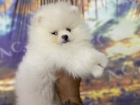 Irk sağlık garanti pomeranian