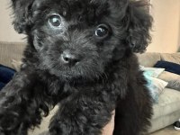 YAVRU TOY POODLE BEBEKLER