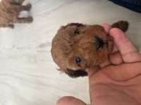 Teslime hazır poodle bebeklerimiz