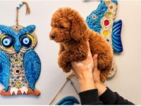 Orjinal Red Toy Poodle Yavru Erkek Dişi Yavru 2 Aylık