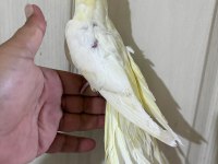 60 günlük kusursuz lutino bebek sultan papağanı