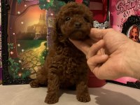toy poodle kore kanı ırk garantili