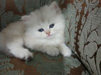 Son bir dişi pamuk british longhair
