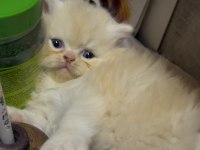 Chinchilla yavru kediler iki aylık