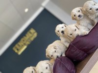 BEBEK YÜZ  TOY POODLE YAVRULAR ANKARA MAĞAZAMIZDA GÖRN