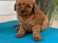 Minnacık toy poodle yavrularım