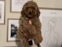 IRK VE SAĞLIK GARANTİLİ ORJİNAL TOY POODLE