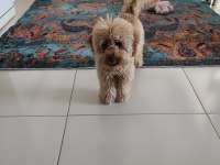 Toy Poodle Tüm Aşıları Tam