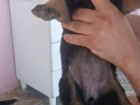 Rottweiler Yavrular Irk Sağlık Garantili