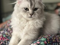 British longhair kızımıza yeni yuva