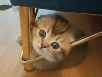 Black Golden Sıfır Kulak Dişi Scottish Fold Yavrular