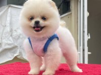 Pomeranian boo