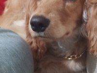 English Cocker