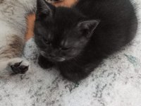 British shorthair 40 günlük