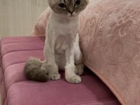 3 yaşında scottish fold 3 gün önce çiftleştirdim