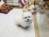 Kaliteli Basık Burun Teacup Pomeranian Yavrular