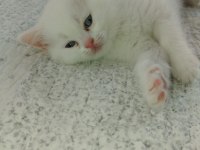 Pamuk british shorthair