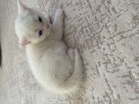 Yavru kedimiz yaklaşık 2 aylık