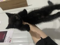 Kırma British Shorthair