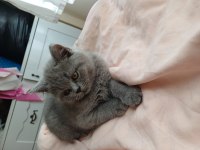 Yavru british shorthair