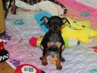 Ev Üretimi Pinscher Bebeklerimiz