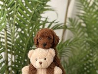 TOY POODLE 2,5 AYLIK