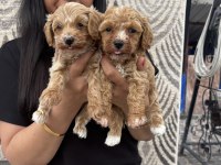 Ufacık maltipoo yavrularım