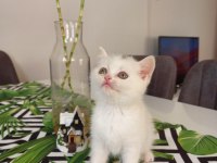 Konuşan kedi