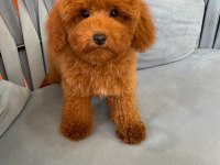 RED BROWN GARANTİLİ TOY POODLE