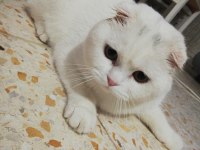 SCOTTİSH FOLD KEDİMİZİ ÇİFTLEŞTİRME İLANI