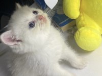 British Shorthair Dişi Yavru