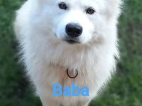 Samoyed Bebekler