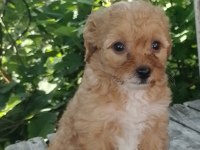 MALTİPOO YAVRU