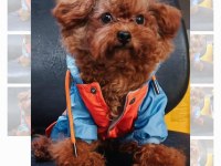 Kore Yavrusu A Kalite Teacup Red Brown Toy Poodle Yavrular