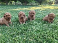 Ruhsatlı Köpek Çiftliğinden Toy Poodle Yavruları