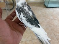 FULL EVCİL EVLERE MASKOT WF ERKEK SULTAN PAPAĞANI